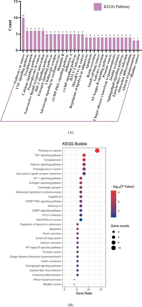 Target protein KEGG pathway analysis. (A) Bar plot of the number of target proteins in each of the KEGG pathways. (B) Bubble plot of KEGG pathways. All the KEGG pathways were filtered with P-value < 0.05.