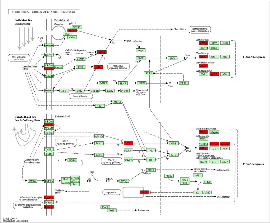 Pathway map of ethanol extract of mulberry leaves in the treatment of type 2 diabetes mellitus. The main target proteins that are involved in diabetes-related pathways are highlighted in red. Arrows represent the activation effect, T-arrows represent the inhibition effect, and segments show the activation effect or inhibition effect.