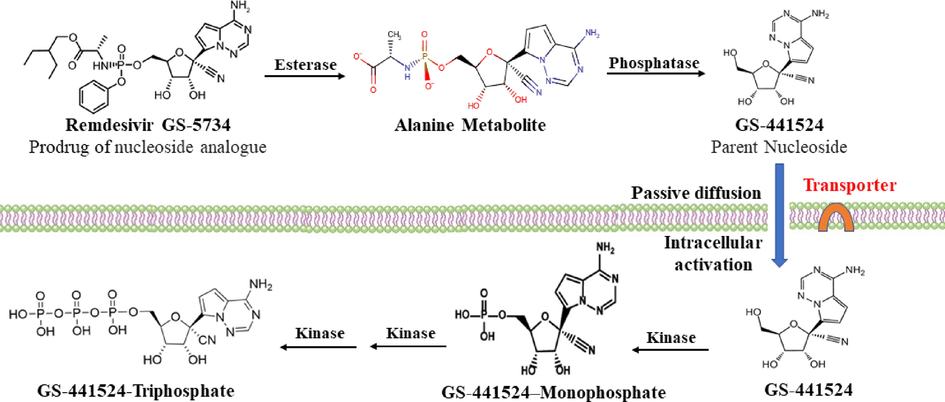 In vivo bioactivation pathway of RDV (Yan and Muller, 2020), In the presence of serum enzymes, the phosphate prodrugs are hydrolyzed prematurely to the nucleoside. GS-441524, which after access to the cells activated to the triphosphate. Other pathway (not shown) involves, access of RDV into the cells, its metabolism to GS-441524 monophosphate, then to GS-441524 triphosphate.