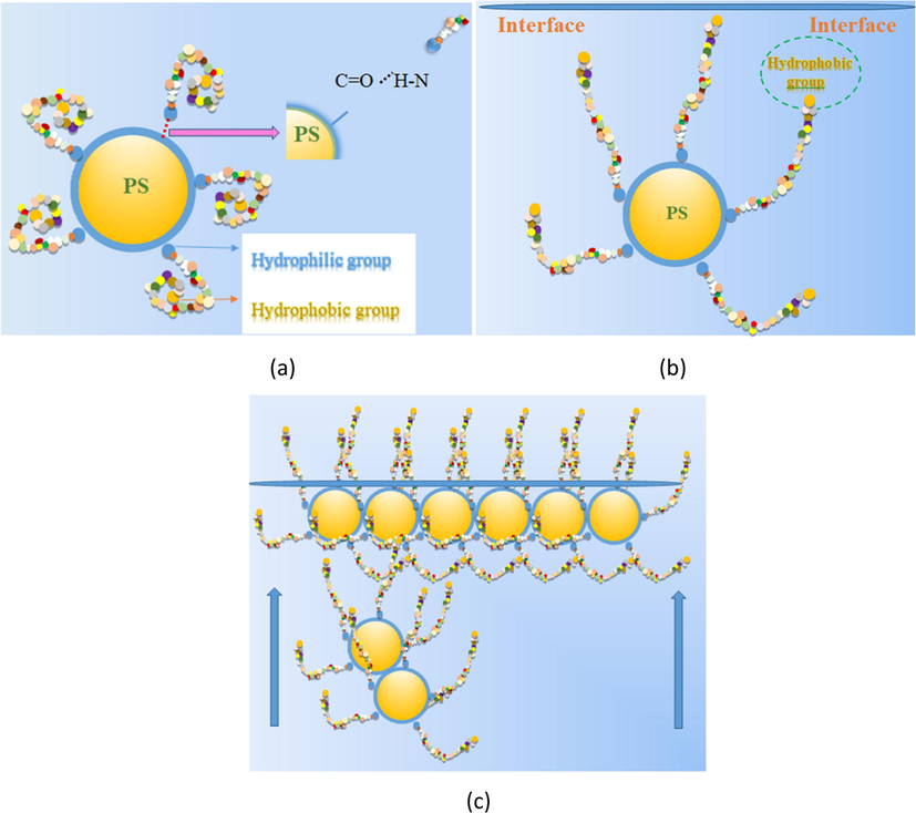 (a) PS spheres and silk fibroin were combined as a complex by hydrogen bond. (b) The hydrophobic ends pull the whole complex up to interface. (c) Finally, the hydrophobic part of complex will spread out of surface, and the hydrophilic parts company with PS spheres will assembly at the interface.