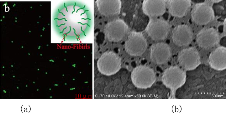 (a) Confocal laser scanning microscopy image of PS particles which were incubated in FTIC labeled SF solution for 30 min. (b) SEM images of PS particles incubated in SF solutions for 30 min.