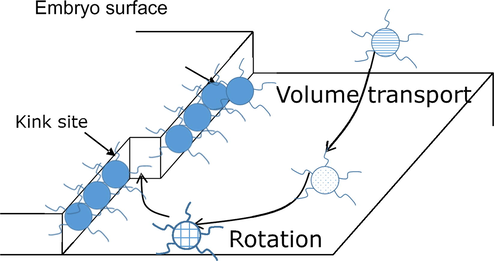 The complex of PS spheres grafted with SF molecules are trying to escape from solution to the interface, and incorporated into kink sites (surface kinetics).