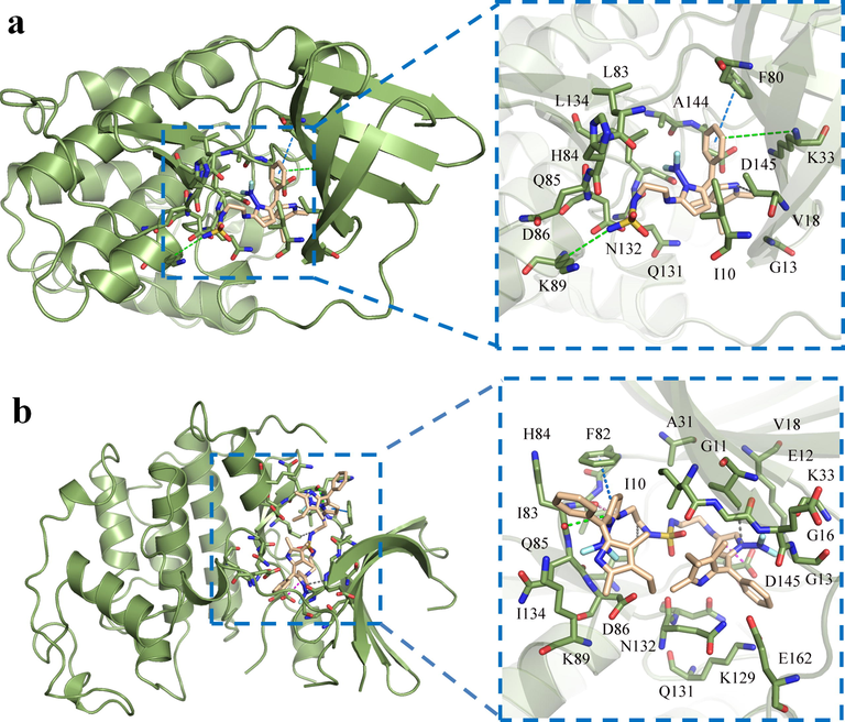 Molecular docking diagram of sulfamide-substituted-BODIPY and CDK2. (a) Compound 3; (b) compound 4. (different interactions are represented by dotted lines of different colors – ion π: green; T-π: marine; hydrogen bond: pin; hydrophobic bond: gray; ionic bridge: magenta).