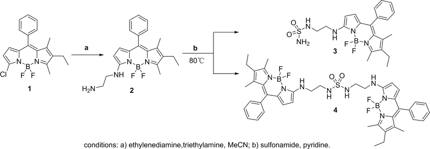 Synthetic route of sulfonamide-BODIPY.