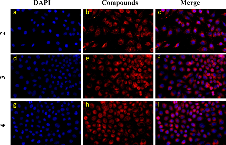 Confocal microscope images of HeLa cells incubated with compounds 2, 3 and 4 (10 μmol/L) for 24 h. The nuclei were stained with DAPI. Compound 2: 200 units high density; Compounds 3 and 4: 400 units low density.