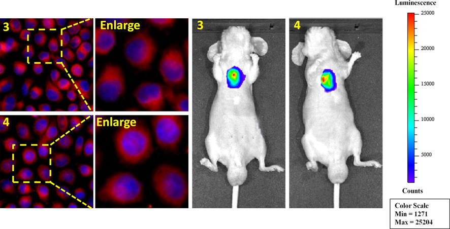 Merged images in HeLa cells of 3 and 4 (left) and subcutaneous tumor tissue in mice (right).