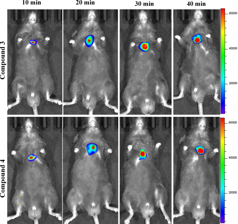 Fluorescence imaging of subcutaneous lung tumor tissue of mice with compounds 3 and 4 (20 μmol/L) at different time intervals (10 min, 20 min, 30 min and 40 min).