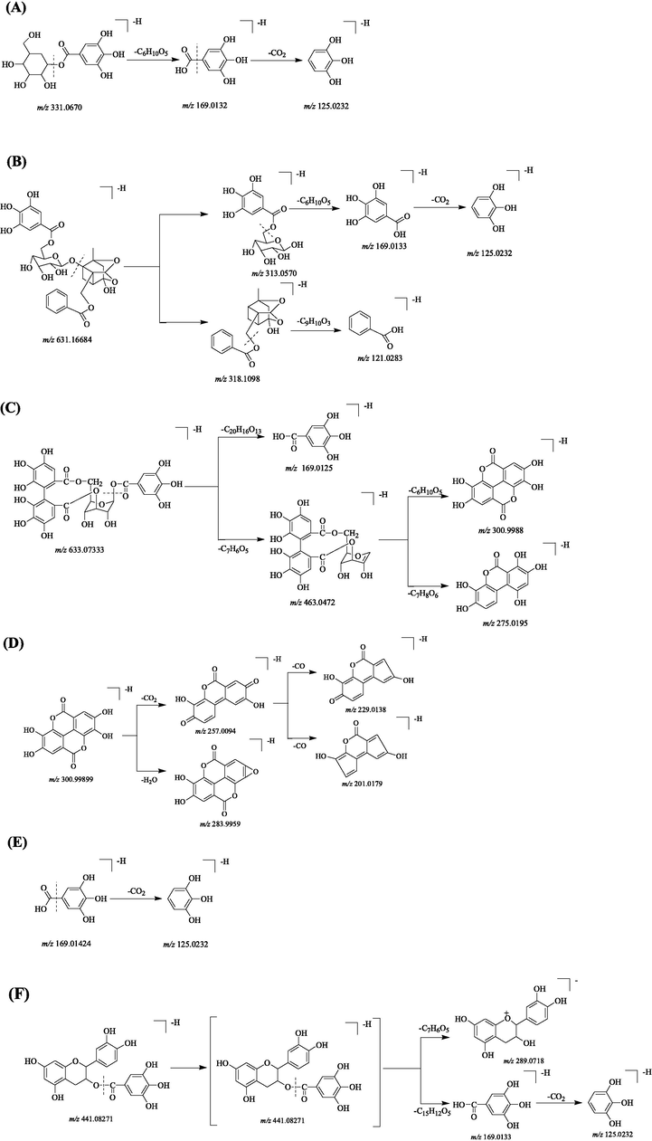 Proposed selected fragmentation pattern of components identified from PRA: Galloylglucose (A); Galloylpaeoniflorin(B); Corilagin (Galloy-HHDP-hexoside) (C); Ellagic acid (D); Gallic acid (E); (–)-Epicatechin gallate (F).