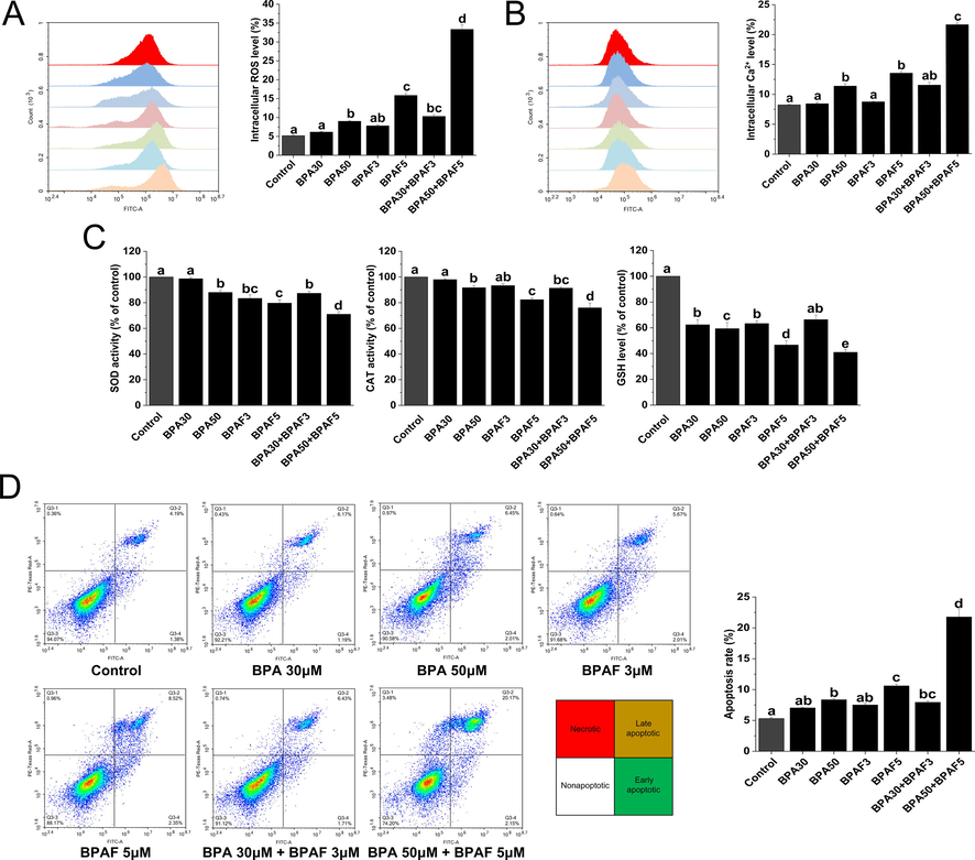 BPA and/or BPAF exposure induces intracellular stress generation and apoptosis in KGN cells. (A) Intracellular ROS was assessed using flow cytometry. (B) Intracellular Ca2+ was analyzed using flow cytometry after Fluo-3 labeling. (C) Cellular antioxidant capacity, via such agents as SOD, CAT and GSH were evaluated using the corresponding kit. (D) Flow cytometry was used to detect apoptosis. The data was expressed as the mean ± SD (n = 3). Different lowercase letters indicate significant differences between the treatment groups (P < 0.05).