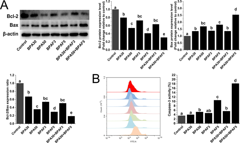 BPA and/or BPAF exposure decreases the Bcl-2/Bax ratio and increases caspase-3 activity in KGN cells. (A) Western blot analyses of Bcl-2 and Bax proteins. β-actin was used as an internal control. (B) Flow cytometry was used to analyze the changes in caspase-3 activity. The data was expressed as the mean ± SD (n = 3). Different lowercase letters indicate significant differences between the treatment groups (P < 0.05).