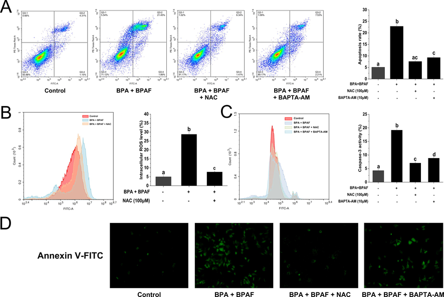 Intracellular stress is involved in KGN cell apoptosis induced by BPA and BPAF co-exposure. (A) After pretreatment with NAC and BAPTA-AM, flow cytometry was used to detect apoptosis. (B) After NAC pretreatment, the changes in intracellular ROS were detected by DCFH-DA probe labeling. (C) Caspase-3 activity was measured after NAC and BAPTA-AM pretreatment. (D) Apoptosis was detected using FITC-Annexin V labeling after NAC and BAPTA-AM pretreatment. Scale bar = 20 μm. The data was expressed as the mean ± SD (n = 3). Different lowercase letters indicate significant differences between the treatment groups (P < 0.05).