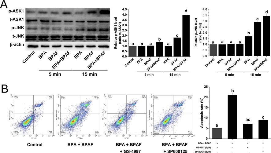 BPA and/or BPAF exposure induces downstream signal activation of intracellular stress. (A) The changes in the phosphorylation levels of ASK1 and JNK proteins were analyzed by western blot. β-actin was used as an internal control. (B) Flow cytometry was used to detect apoptosis after pretreatment with GS-4997 (ASK1 inhibitor) and SP600125 (JNK inhibitor). The data was expressed as the mean ± SD (n = 3). Different lowercase letters indicate significant differences between the treatment groups (P < 0.05).