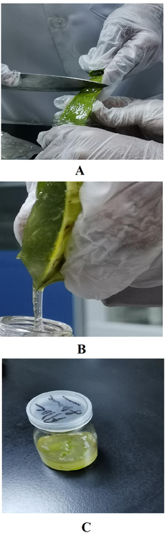 The EG is extracted from the leaf of Aloe fleurentiniorum using a sterile blade and then dropped into a glass reagent bottle. By visual appearance, the EG was viscous, pale yellow in color, and homogeneous in texture.