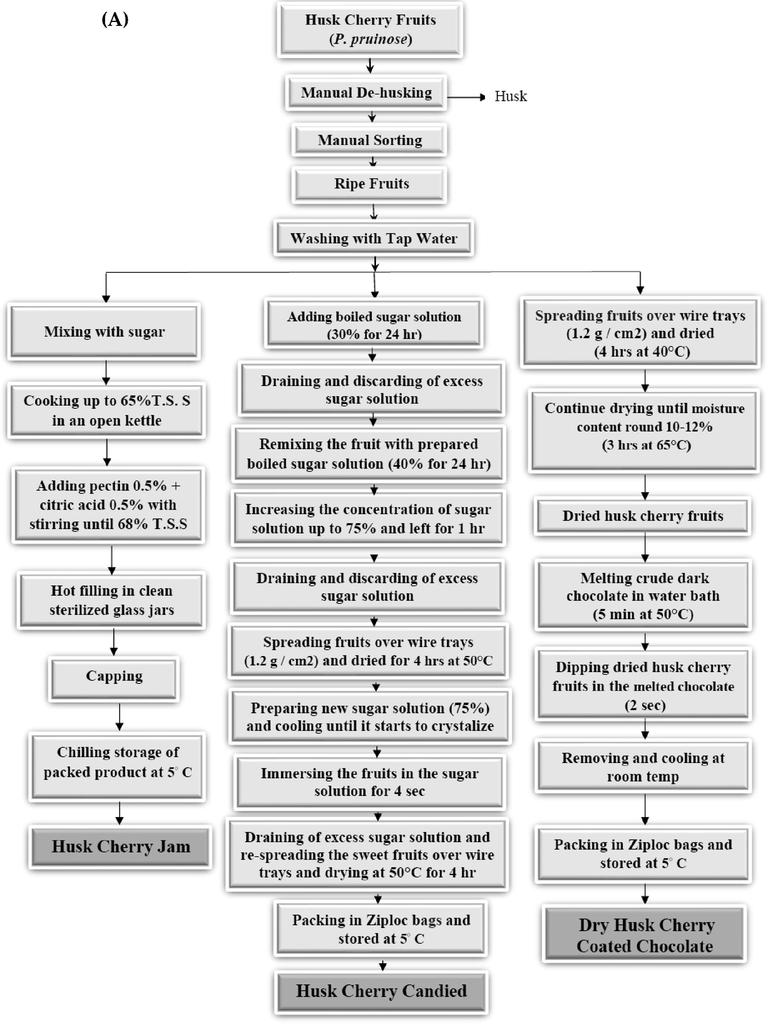 Flow sheet of prepared Husk cherry (P. pruinosa) products. A: products manufactured from whole Husk cherry fruits (jam, candied fruit, and chocolate-coated dry fruit); B: products manufactured from Husk cherry puree (juice, jelly, and fruit leather).