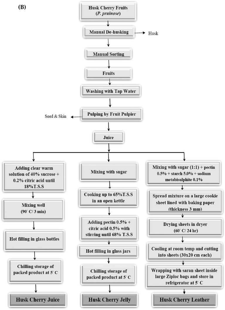 Flow sheet of prepared Husk cherry (P. pruinosa) products. A: products manufactured from whole Husk cherry fruits (jam, candied fruit, and chocolate-coated dry fruit); B: products manufactured from Husk cherry puree (juice, jelly, and fruit leather).