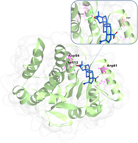 Molecular docking between the potential target carbonyl reductase 1 and active compound 23-hydroxybetulinic acid (48) from P. chinensis.