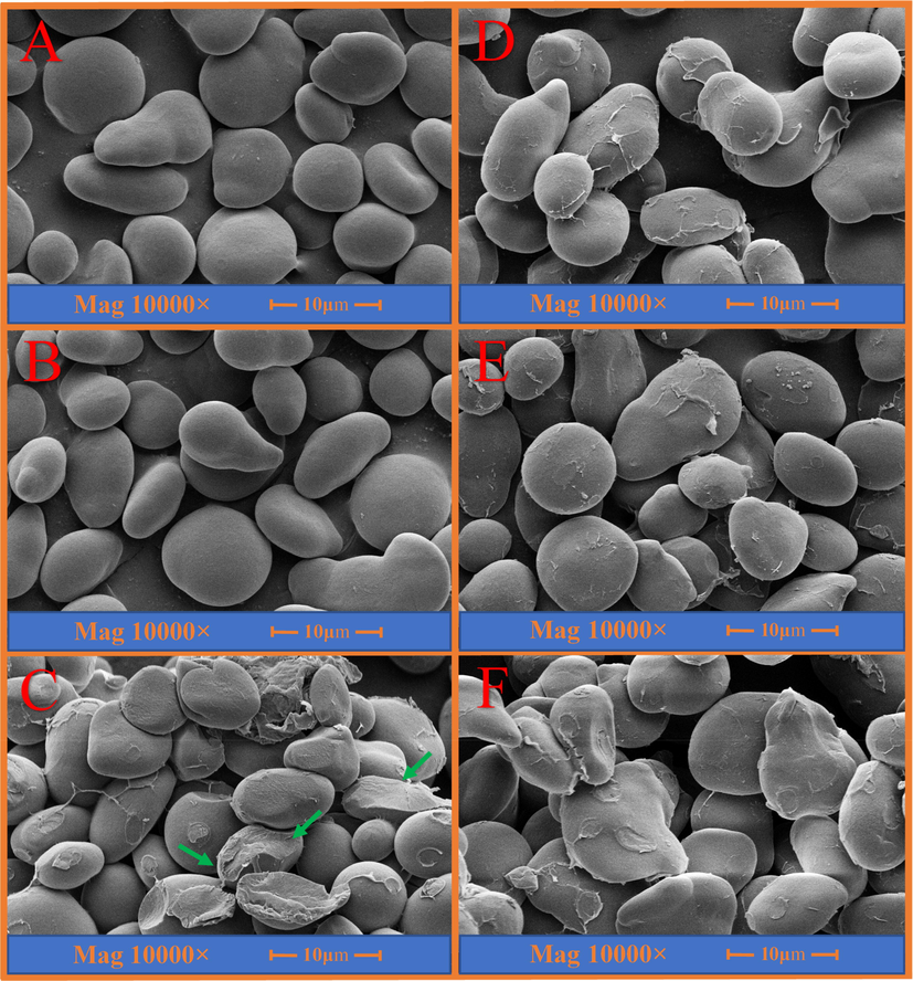 Scanning electron micrographs of TS (A), TS2 (B), TS4 (C), TS-CQSG (D), TS-CQSG3 (E) and TS-CQSG4 (F).