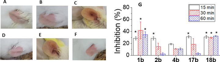 Images for the treatment of mouse ear oedema using 1b (A), 2b (B), 4b (C), 17b (D), 18b (E) and control (F) at 15 min after application and in vivo inhibition of mouse ear oedema of five triarylpyrazoline sulphonamides at treatment times of 15, 30 and 60 min (G). The asterisk indicates significant differences at p < 0.05.