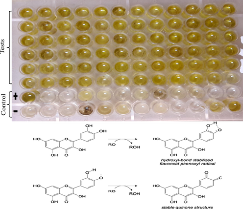 The yellow colour indicate that flavaonoids are present in the extract (Katz et al., 2011).