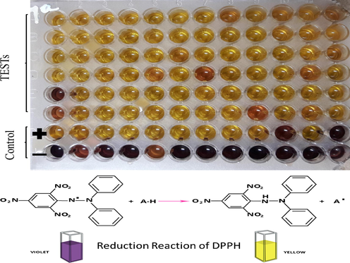 Change of colors from pink to yellow is due to reduction of DPPH radical (http://chimactiv.agroparistech.fr/en/aliments/antioxydant-dpph/principe).