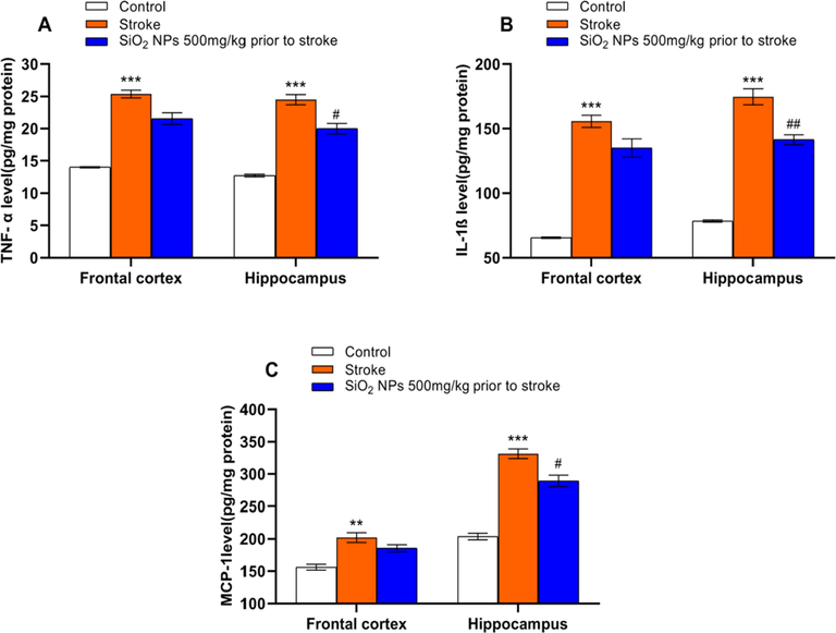 Effect of SiO2 NPs on inflammatory cytokines level. Stroke significantly increased the level of TNF-α (A), IL-1β (B), and MCP-1 (C) compared to the control group (** p < 0.01, *** p < 0.001, one-way ANOVA test, post-hoc Tukey). SiO2 NPs significantly decreased the levels of TNF-α (A), IL-1β (B), and MCP-1 (C) compared to untreated groups. (# p < 0.05, ## p < 0.01, One-way ANOVA test).