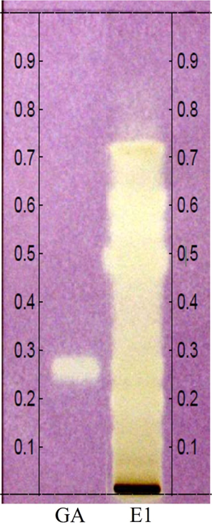 Antioxidants direct bioautography by HPTLC. Gallic acid (GA) and C. guianensis hydrolyzed extract (E1). Derivatized chromatoplate with DPPH• solution.