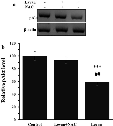 The effect of either levan (8.39 mg/mL) or combination of levan (8.39 mg/mL) and NAC (20 µM) on the relative pAkt protein level in HT-29 cells after 24 hrs. Representative western blot analysis (a), Quantification of western blot analysis (b). *** P < 0.001 vs. control. ##P < 0.01 vs. Levan + NAC-treated cells. (The data obtained based on the methods described in section 2–9).