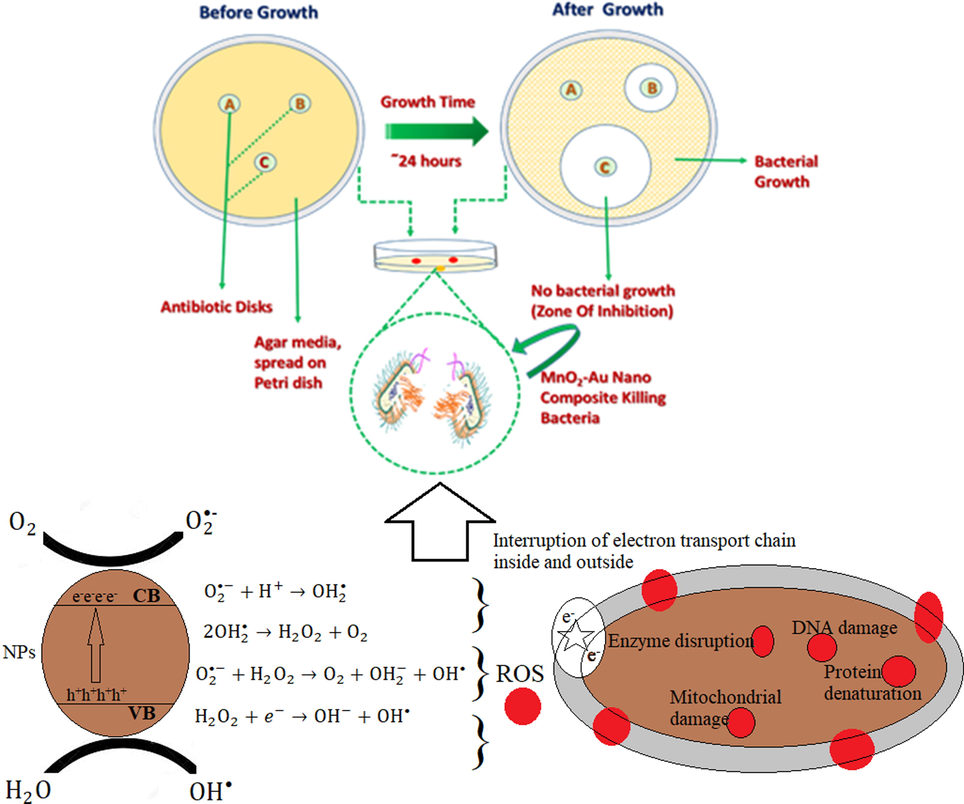 Antimicrobial activity mechanism of MnO2-Au NC.