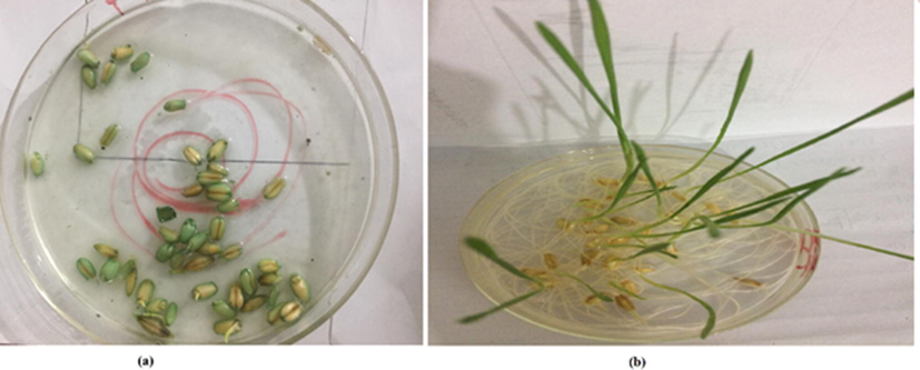 Germination of seeds of Triticum aestivum (a) in pure MB untreated solution, (b) in reduced MB with ascorbic acid in presence of PU-CO.