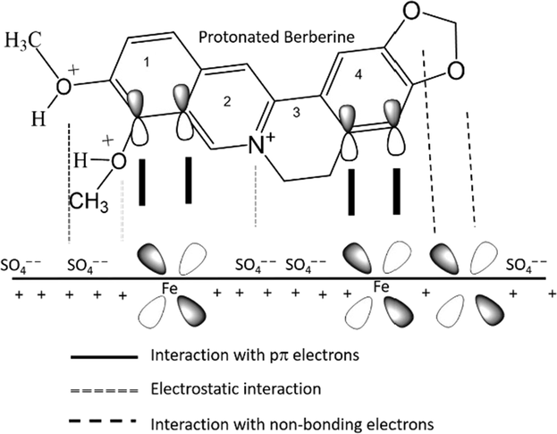 The Schematic illustration of different modes of adsorption of the berberine molecule on mild steel/1.0 M H2SO4 interface.