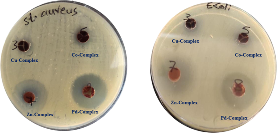 The inhibition zone of mixed-ligand complexes on the plate.