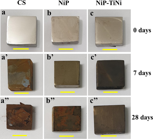 Macrographs of CS (a, a′, a′′) coated with NiP (b, b′, b′′) or NiP-TiNi (c, c′, c′′) coupons after 0 (a, b, c), 7 (a′, b′ and c′) and 28 days (a′′, b′′ and c′′) of incubation in SRB media. The scale bar is 1 cm.