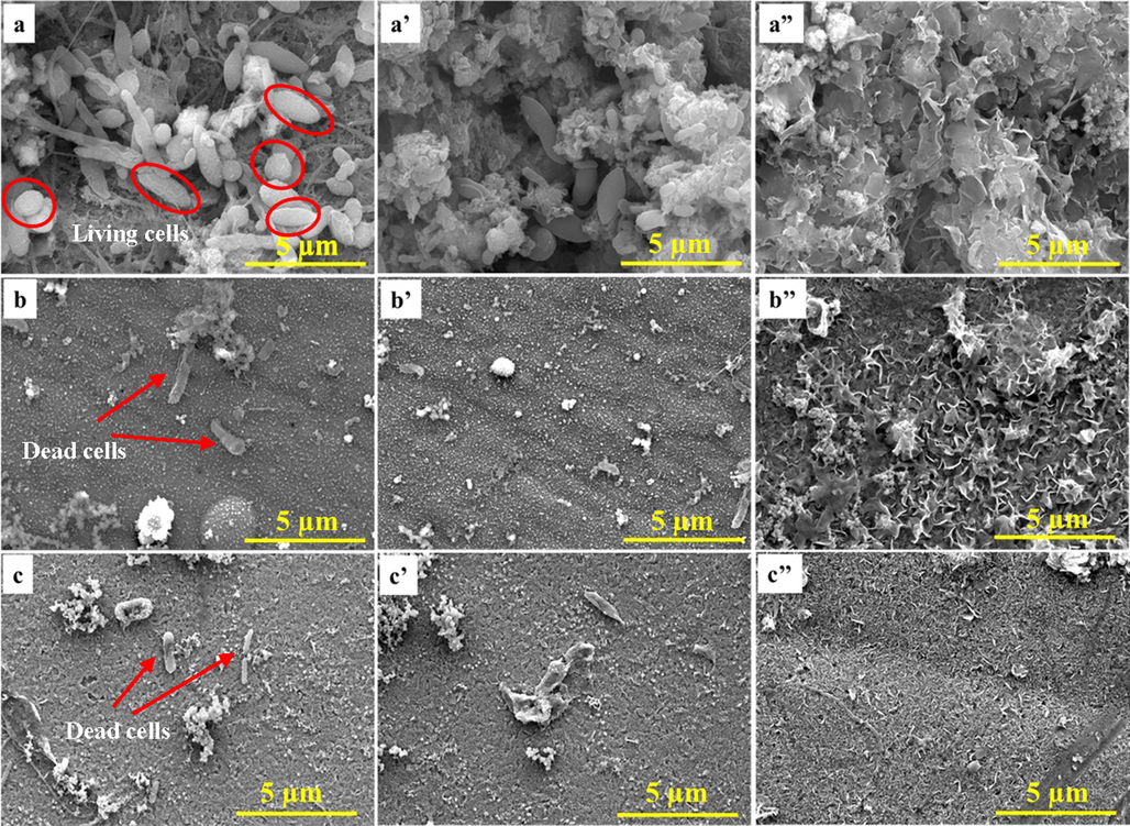 SEM images of coupon surfaces incubated with SRB [(a, a′, a′′) CS, (b, b′, b′′) NiP and (c, c′, c′′) NiP-TiNi NCC] after (a, b and c) 7, (a′, b′, c′) 10, (a”, b”, c”) and 28 days of incubation.