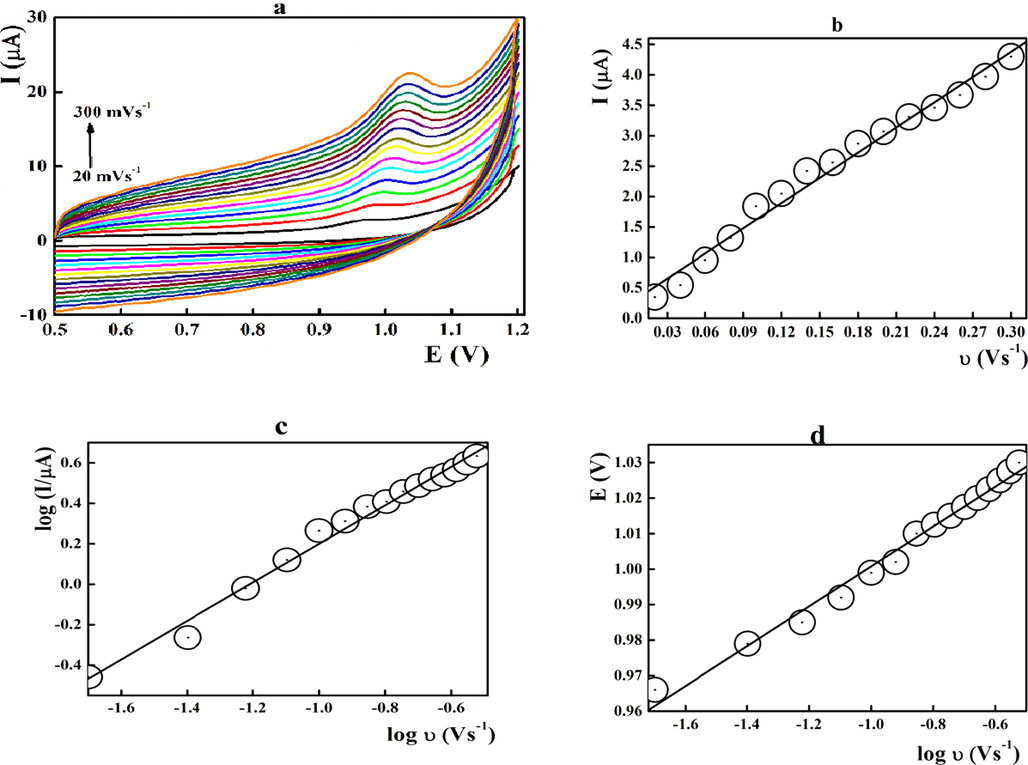 Voltammetric behaviour of 1.6 × 10-6 mol L-1 midodrine at the FeO/CPE surface performed at different sweep rates at pH 8.0.