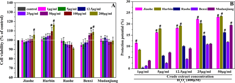 The effect of Aralia elata (Miq.) Seem fruit extract on HEK293 cells. (A) Cytotoxicity effect of Aralia elata (Miq.) Seem fruit extract on HEK293 cells. Normal cells without treatment were regarded as the control group. (B) Protective effect of Aralia elata (Miq.) Seem fruit extract on H2O2-induced oxidative damage in HEK293 cells. HEK293 cells incubated with H2O2 (400 μM) were used as the control group, and the protection potential of the control group was designated as 0.0%. Vertical bars indicate mean values ± SD. # statistically significant difference versus control group (p < 0.001).