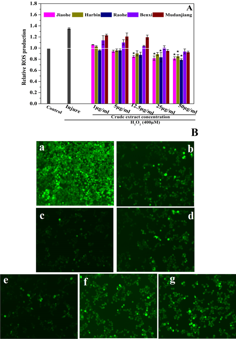 The effect of Aralia elata (Miq.) Seem. fruit extract on reactive oxygen species (ROS) generation. (A) Production of intracellular ROS was measured using the fluorescence probe DCFH-DA. (B) Fluorescence images in HEK293 cells were collected by laser scanning confocal microscopy (200 × ), 12.5 μg/mL Aralia elata (Miq.) Seem. fruit extract + 400 mM H2O2. (a) control group; (b) injure group; (c) Jiaohe; (d) Harbin; (e) Raohe; (f) Mudanjiang; (g) Benxi. Vertical bars indicate mean values ± SD. *p < 0.001 versus the injury group.