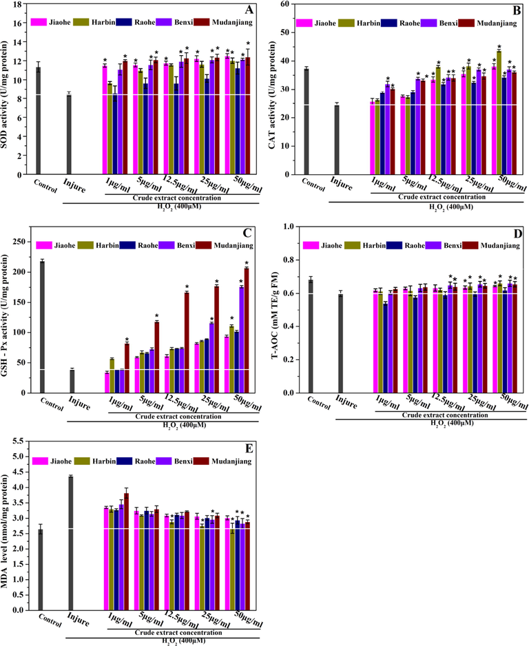 The effect of Aralia elata (Miq.) Seem. fruit extract on antioxidant status of H2O2-exposed HEK293 cells. (A) Superoxide dismutase (SOD) activity; (B) Catalase (CAT) activity; (C) Glutathione peroxidase (GSH-Px) activity; (D) Total antioxidant capacity (T-AOC) activity; (E) Malondialdehyde (MDA) level. Vertical bars indicate mean values ± SD. * statistically significant differerces versus injure group (p < 0.001).