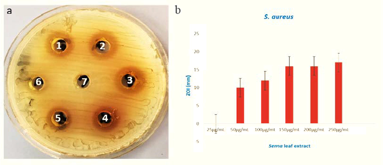 (a) The MHA plate and (b) graphical presentation of the zones of inhibition in millimeters (mm) examined against S. aureus after treatment of different concentrations of Senna leaves extract. (1, 2, 3, 4, 5, 6 representing 25, 50, 100, 150, 250 µg/mL extract, respectively, and 7 representing sterile water as control.