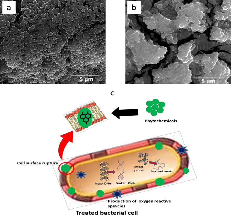 The representative SEM micrographs of S. aureus (a) untreated S. aureus as control (b) treated with 250 µg/mL of Senna leaves extract, (c) The probable antibacterial mechanism of the phytomolecules of Senna leaves extract.