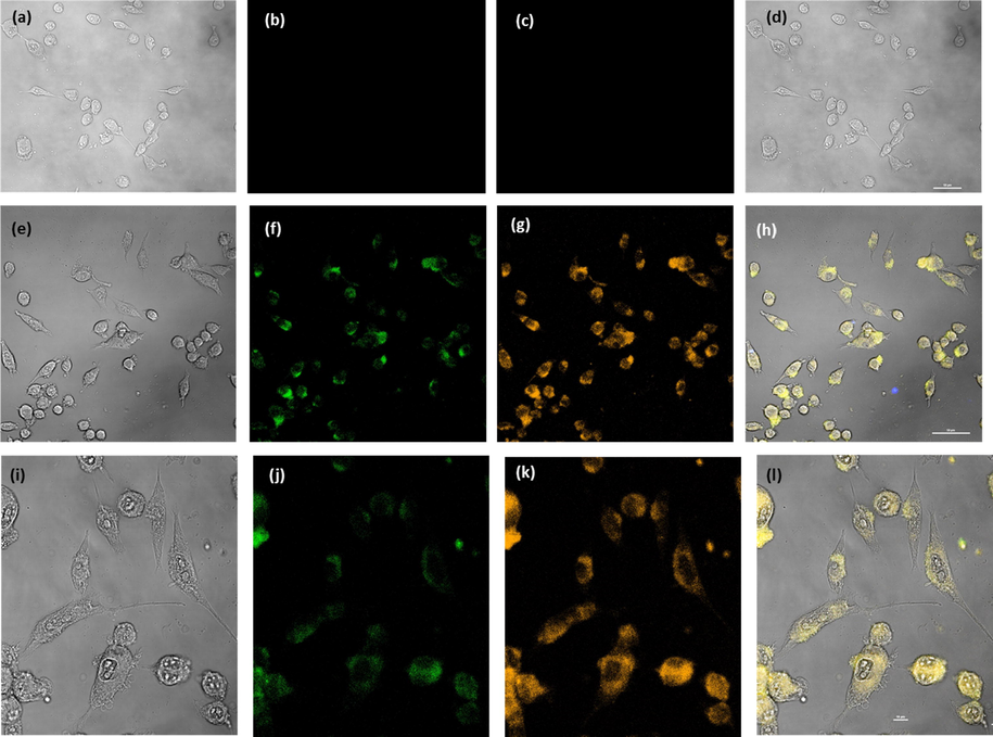 Confocal laser scanning microscopic images of MCF-7: control (a-f) cells and cells treated with 0.3 mg mL−1 of PCDs (e-l) excitation by bright field (a, e & i), green (b, f & j), yellow (c, g & k), and Merge (d, h & l).