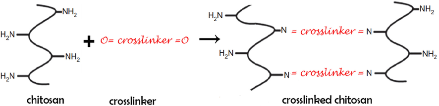 Formation of crosslinked chitosan.