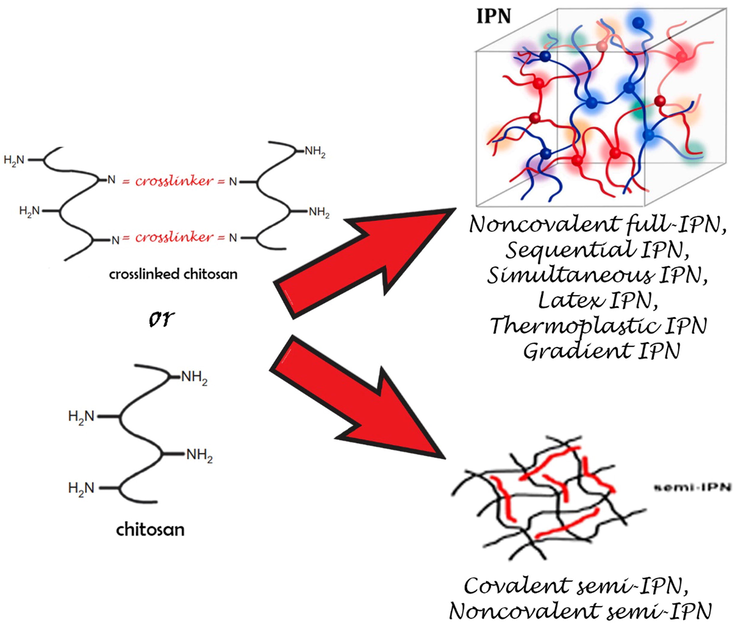 Formation of the semi-IPN and full-IPN hydrogels starting from chitosan.