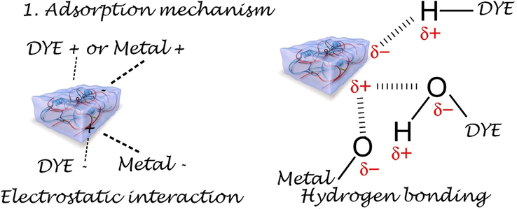 Scheme of dye or metal ion adsorption on biobased hydrogel.