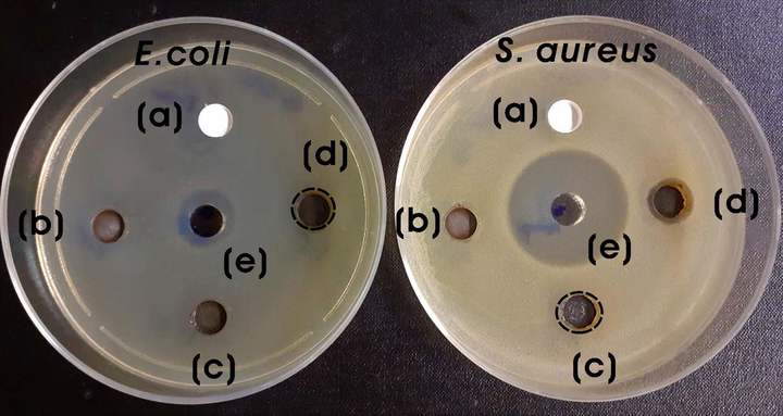 Photographs of ZOIs for (a) bare TiO2-NPs, (b) 3:0.5, (c) 3:1, and (d) 3:1.5 Ag-TiO2 NCs (5 mg; 40 mg/mL) and (e) positive control (ampicillin, 200 µg; 200 mg/mL) against S. aureus and E. coli.