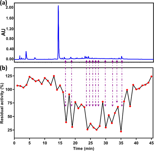 (a) UPLC-UV fingerprint of black tea extract monitored at 280 nm, and (b) the corresponding EcGUS inhibition profile of UPLC fractions collected at 60 s intervals.