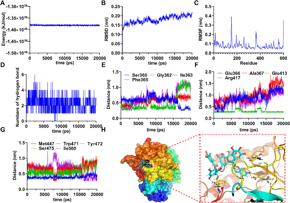 (A) The potential energy of TFDG with EcGUS in 20 ns of MD simulation. (B) RMSD of TFDG with EcGUS in 20 ns of MD simulation. (C) RMSF of TFDG with EcGUS in 20 ns of MD simulation. (D) The numbers of hydrogen bond in 20 ns of MD simulation. (E) The distances of TFDG with Ser360, Gly362, Ile363, and Phe365 of EcGUS. (F) The distances of TFDG with Glu366, Ala367, Glu413, and Arg417 of GUS. (G) The distances of TFDG with Met447, Trp471, Tyr472, Ser475, and Ile560 of EcGUS. (H) 3D structure of the complex of TFDG bounded EcGUS and their interaction form in the final frame of 20 ns MD simulation.