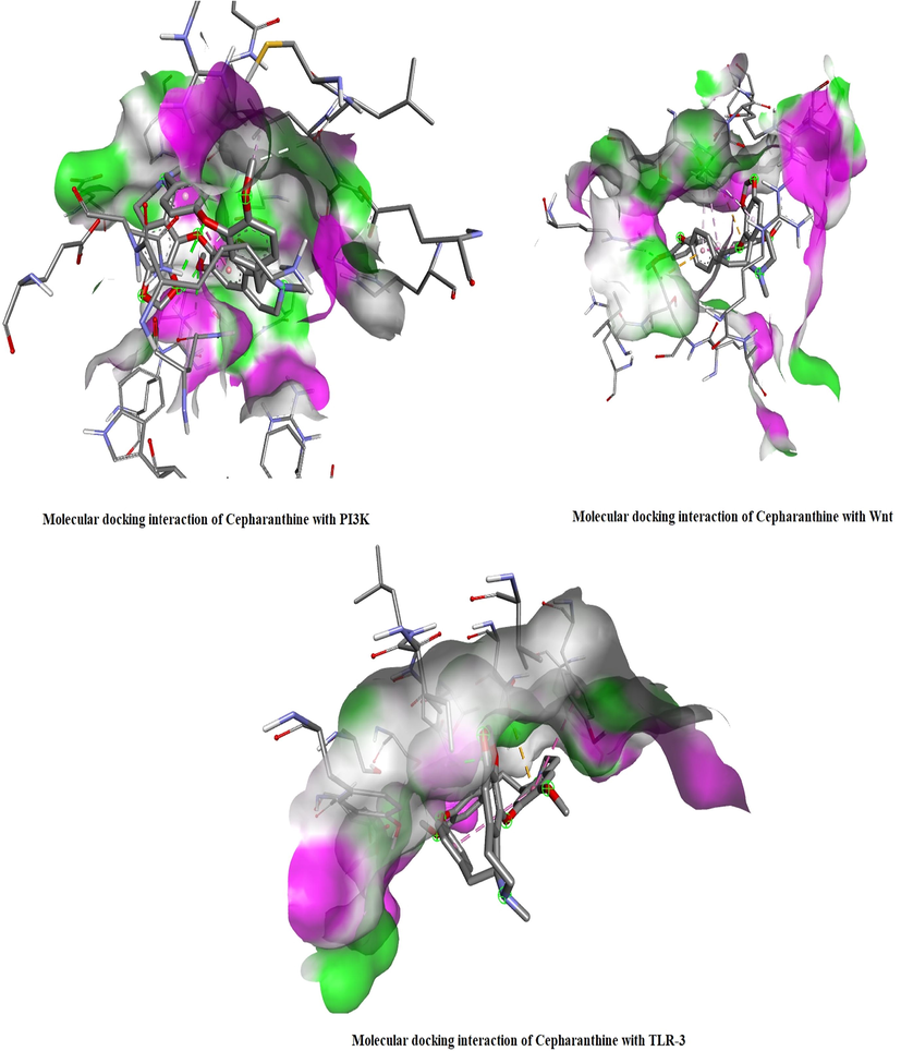 In silico molecular docking analysis revealed interactions of PI3K, Wnt and TLR-3 with Cepharanthine. The solid areas in the protein structures represent the zone of interaction with cepharanthine.