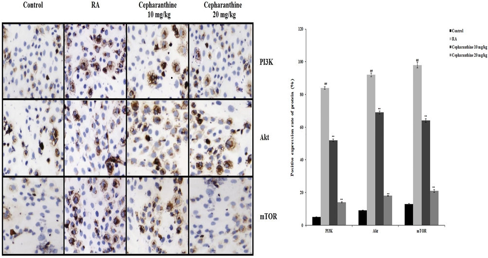 Cepharanthine treatment ameliorated alterations in protein expression levels of Wnt, AKT and PI3K in cartilage tissue of RA rats. Mean ± SEM (n = 10); ##p < 0.01 compared with control group, **p < 0.01 compared with RA group.