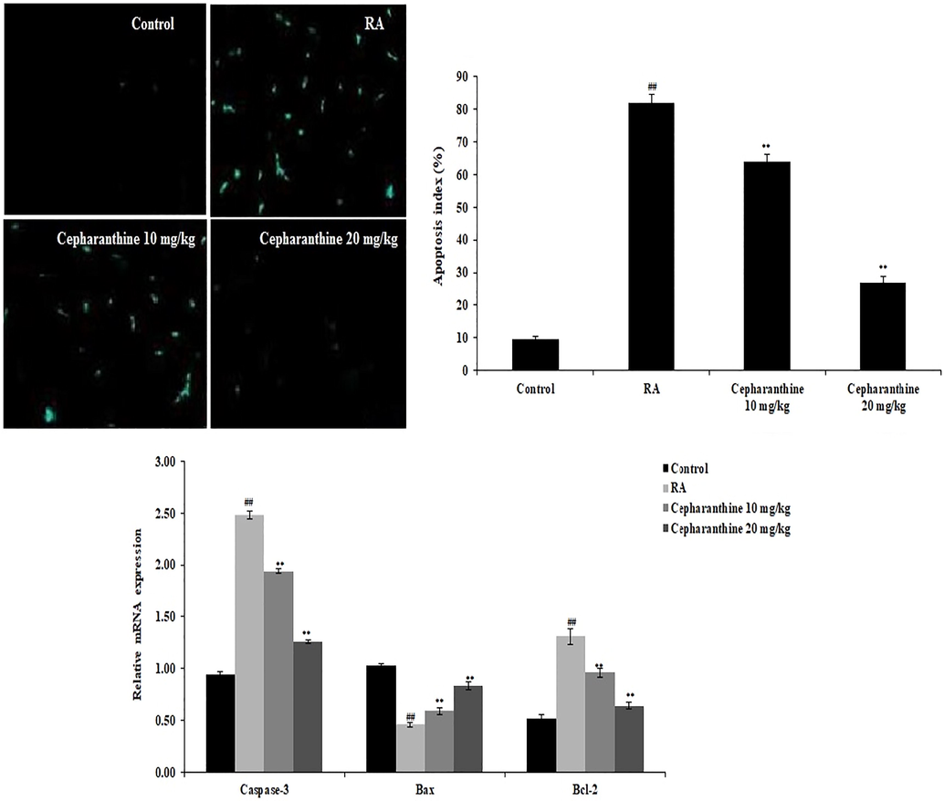 Cepharanthine treatment ameliorated chondrocyte apoptosis in RA rats. Mean ± SEM (n = 10); ##p < 0.01 compared with control group, **p < 0.01 compared with RA group.