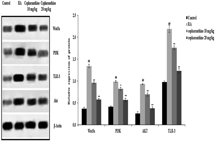 Cepharanthine treatment ameliorated alterations in protein expression levels of Wnt, PI3K, AKT and TLR-3 in cartilage tissue of RA rats. Mean ± SEM (n = 10); ##p < 0.01 compared with control group, **p < 0.01 compared with RA group.